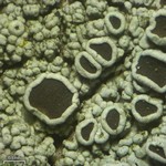 Hyperphyscia syncolla