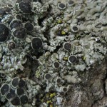 Hyperphyscia syncolla