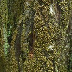Carbonicola anthracophila