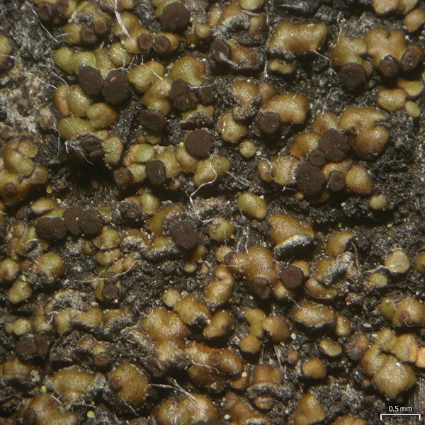 Carbonicola anthracophila