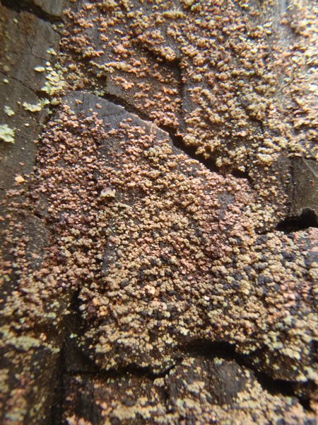 Hypocenomyce caracodensis