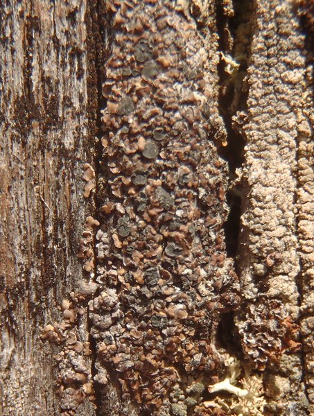 Carbonicola myrmecina