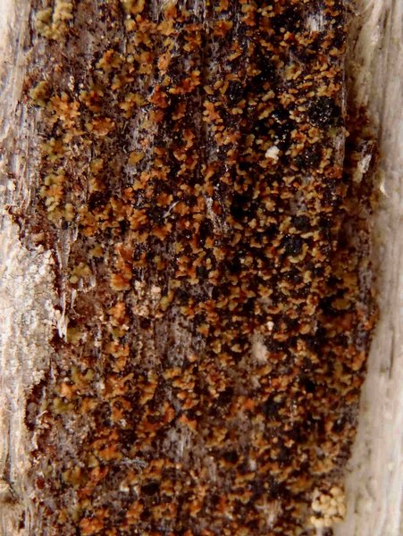 Xylopsora friesii