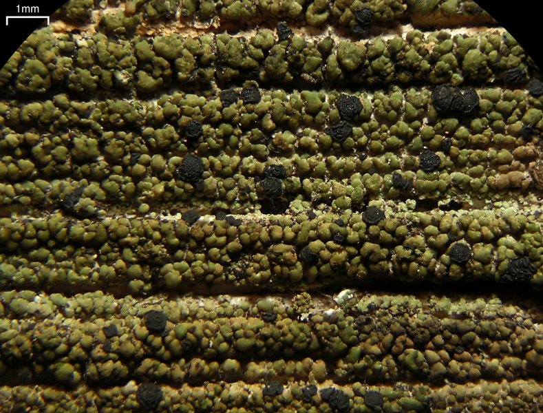 Xylopsora friesii