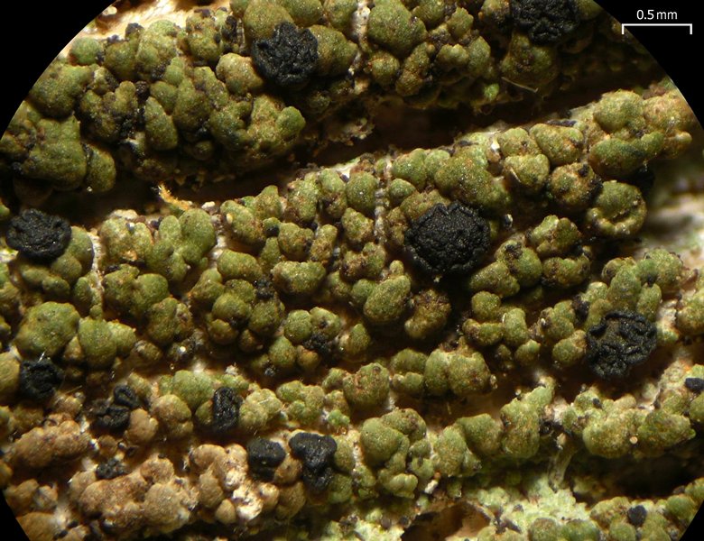 Xylopsora friesii