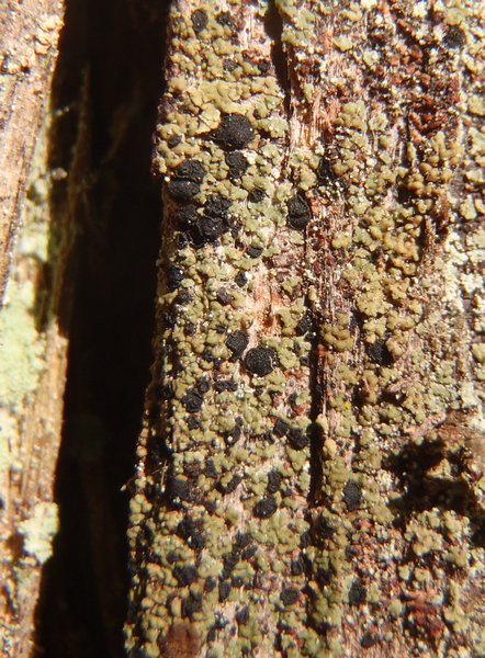 Xylopsora friesii