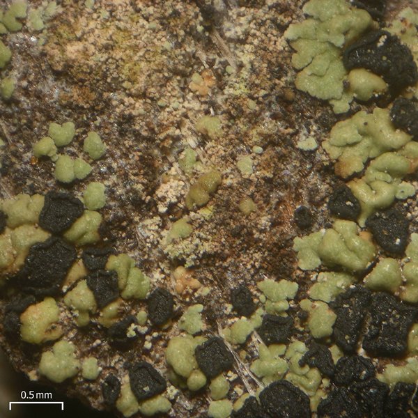 Fulgidea oligospora