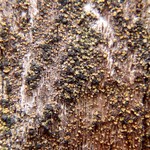 Fulgidea oligospora