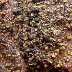 Fulgidea oligospora