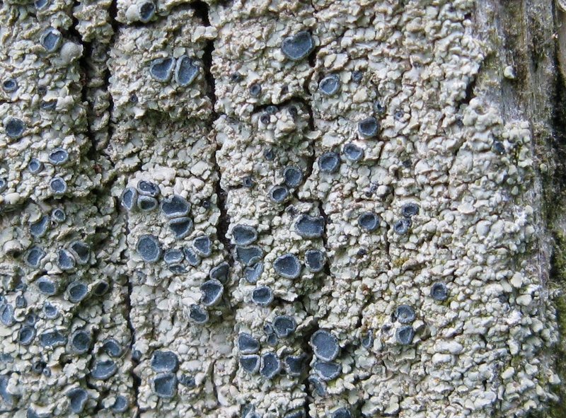 Hypocenomyce scalaris