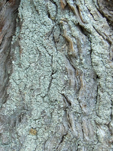 Fulgidea sierrae
