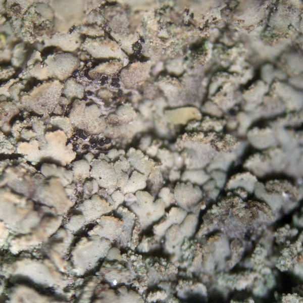 Fulgidea sierrae