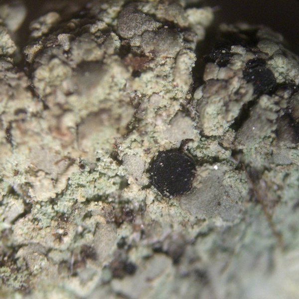 Fulgidea sierrae