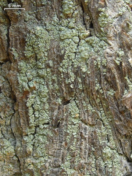 Fulgidea sierrae