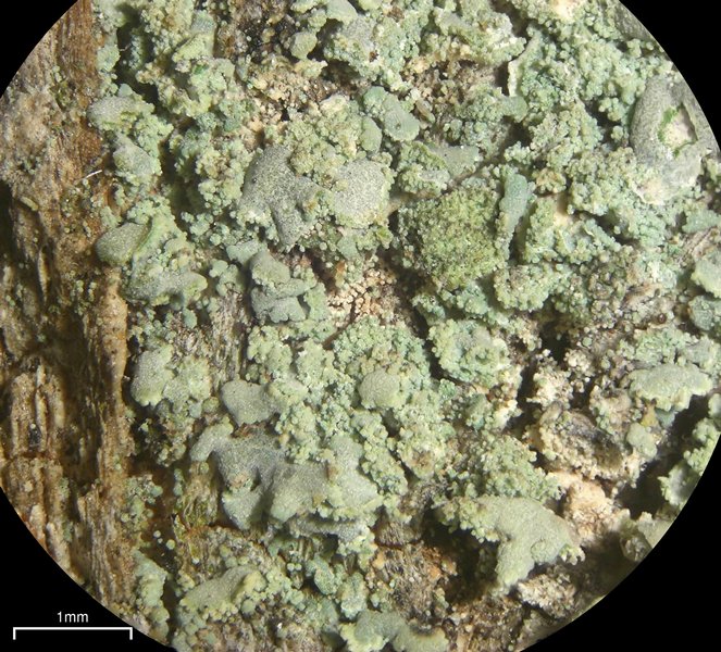Fulgidea sierrae