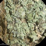 Fulgidea sierrae