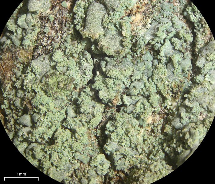 Fulgidea sierrae