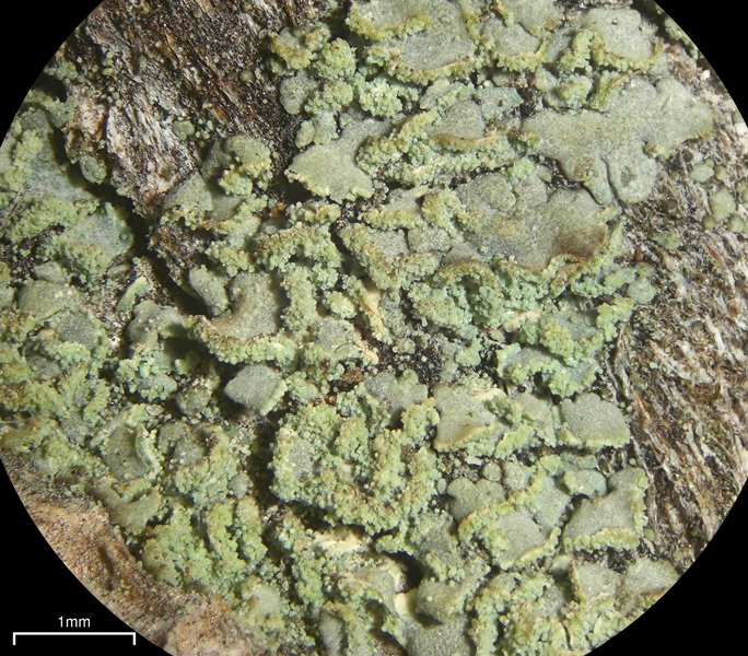 Fulgidea sierrae
