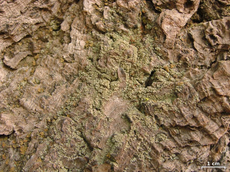 Fulgidea sierrae