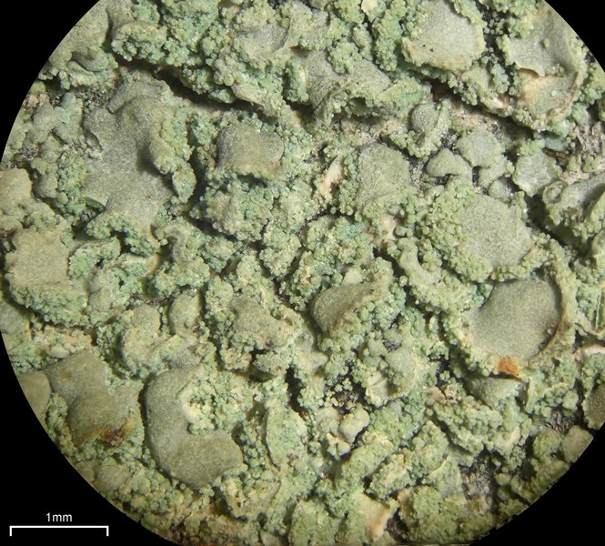 Fulgidea sierrae