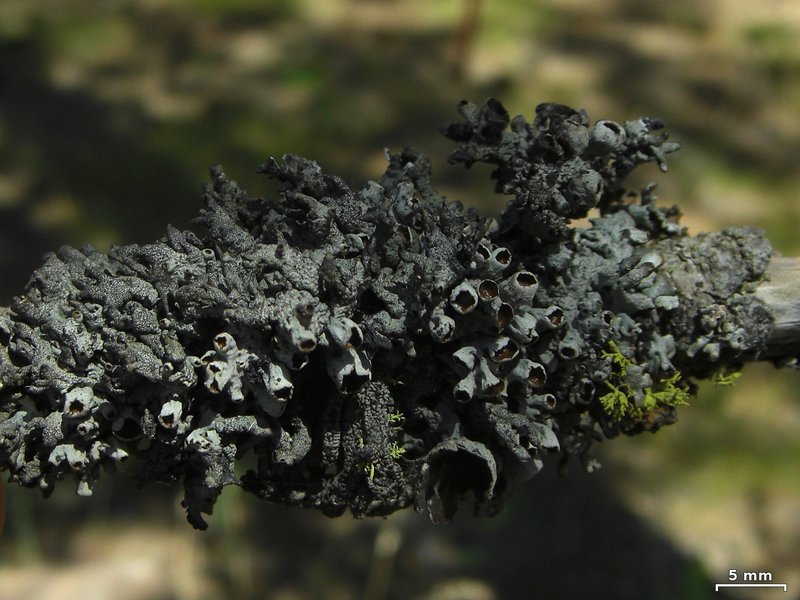 Hypogymnia amplexa