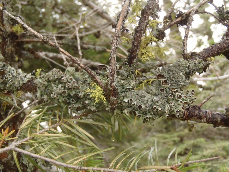 Hypogymnia amplexa