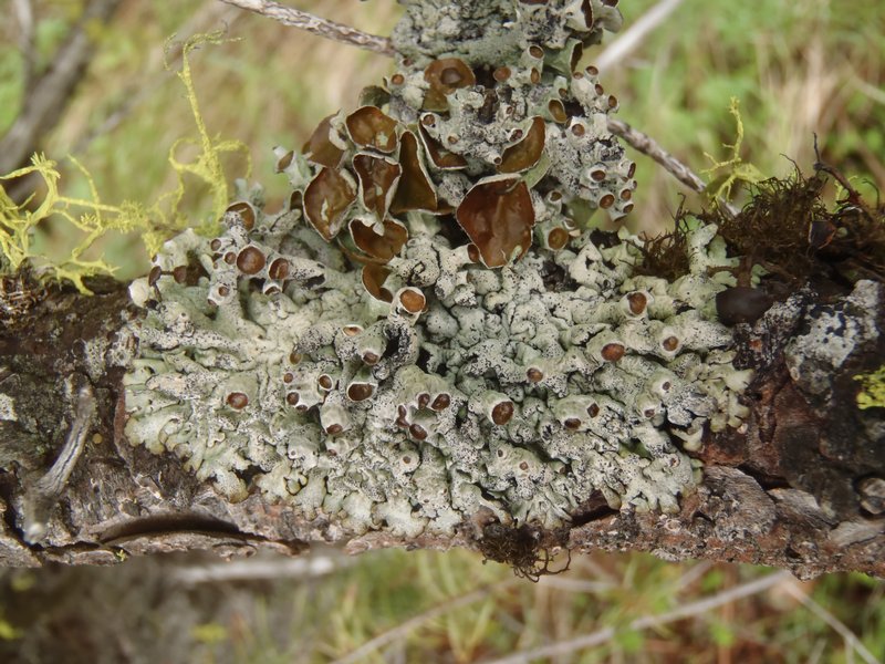Hypogymnia amplexa