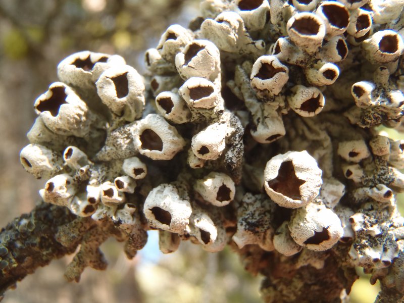 Hypogymnia amplexa