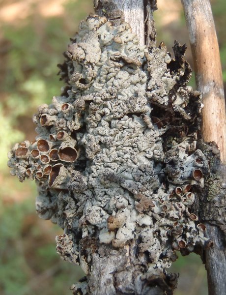 Hypogymnia amplexa