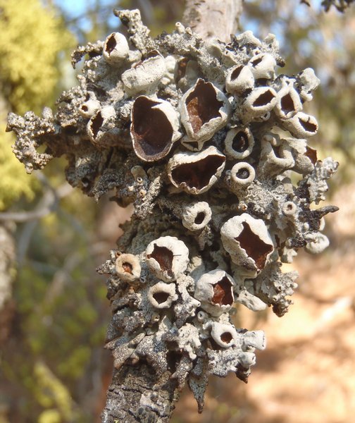 Hypogymnia amplexa