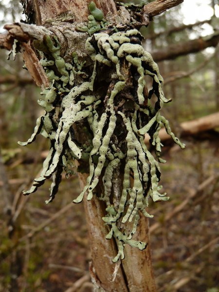 Hypogymnia apinnata
