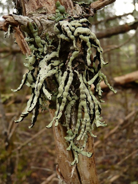 Hypogymnia apinnata