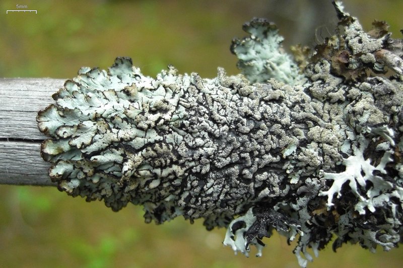 Hypogymnia austerodes