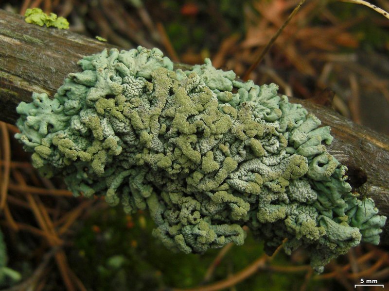 Hypogymnia austerodes