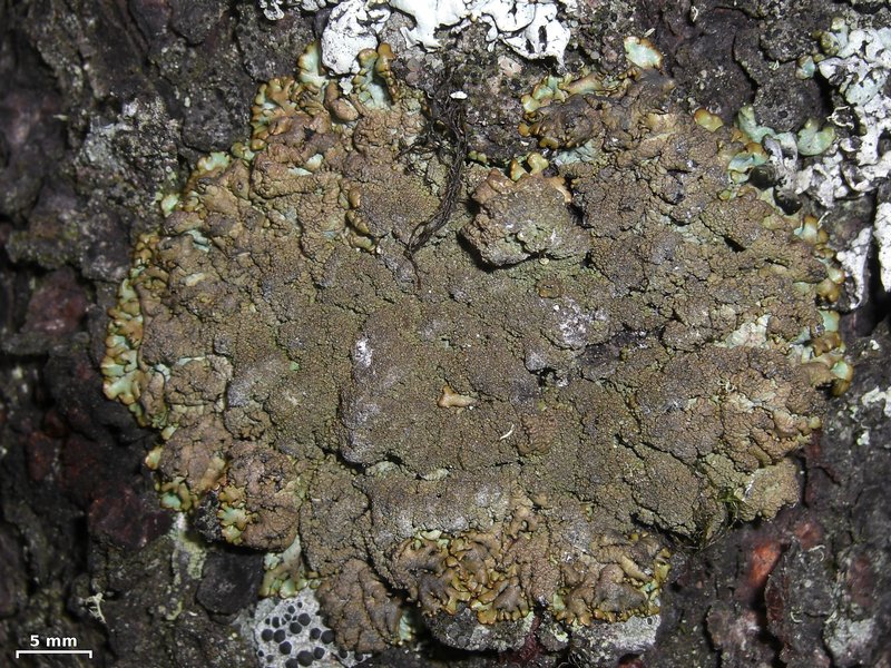 Hypogymnia austerodes