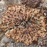 Hypogymnia austerodes