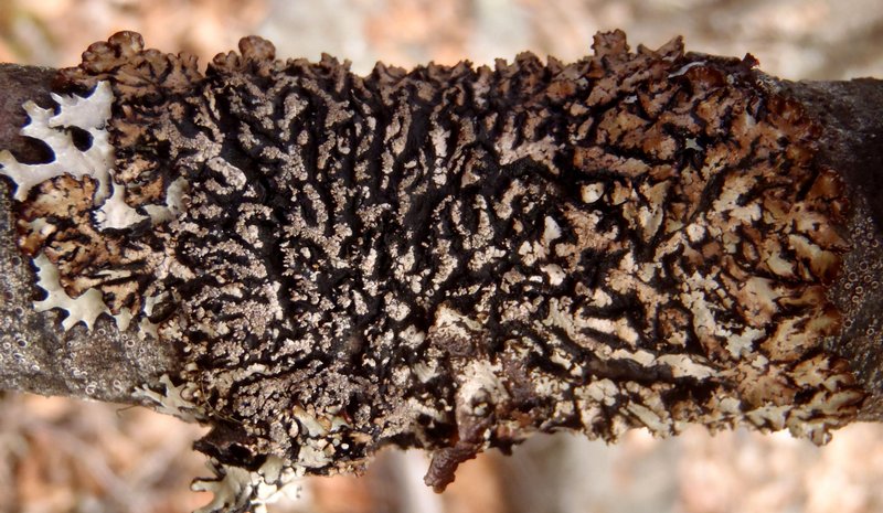 Hypogymnia austerodes