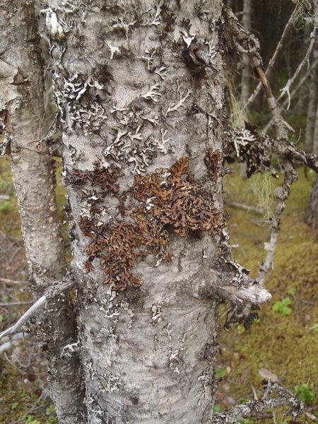 Hypogymnia bitteri