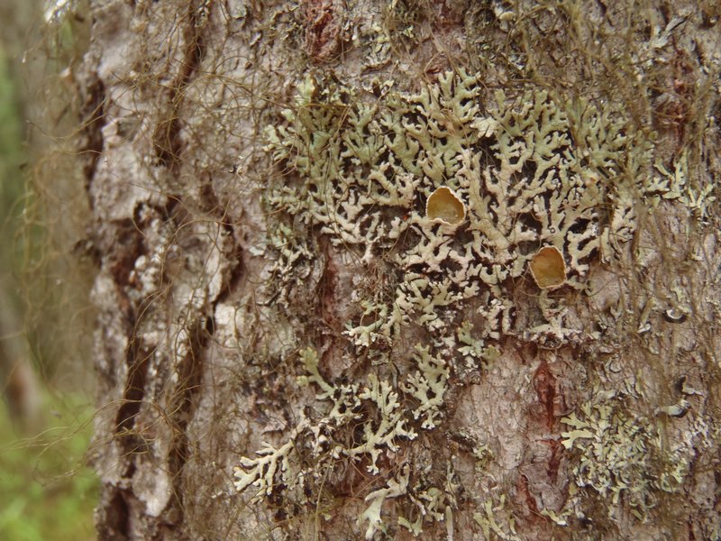 Hypogymnia canadensis