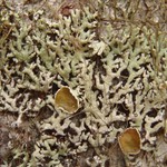 Hypogymnia canadensis