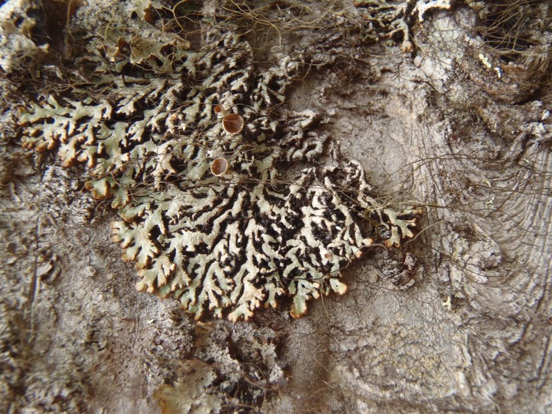 Hypogymnia canadensis