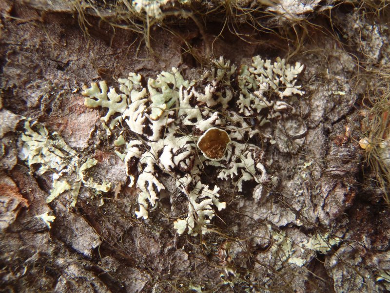 Hypogymnia canadensis