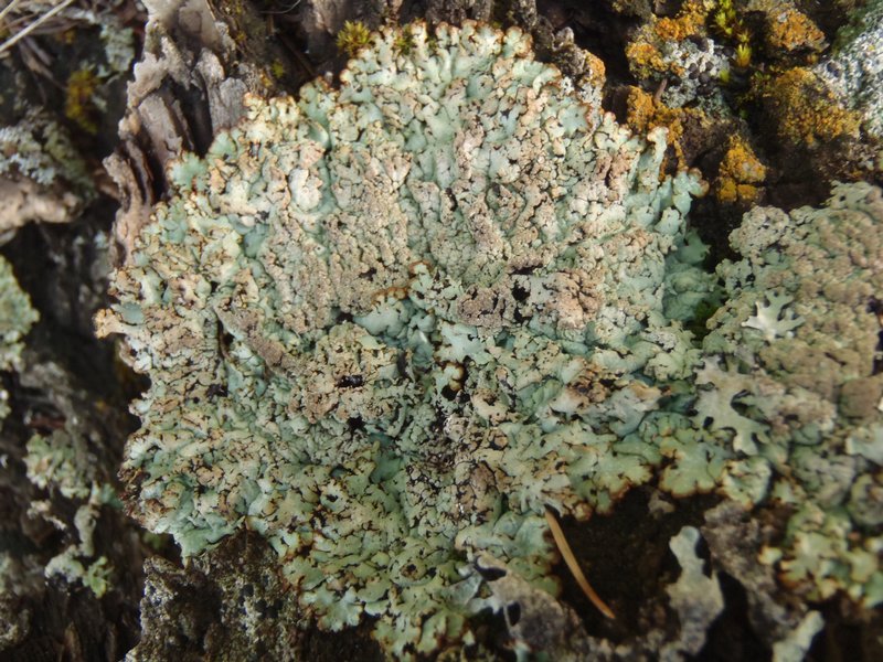 Hypogymnia dichroma