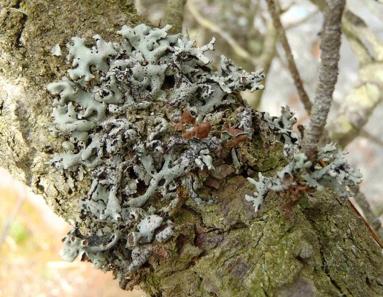 Hypogymnia heterophylla