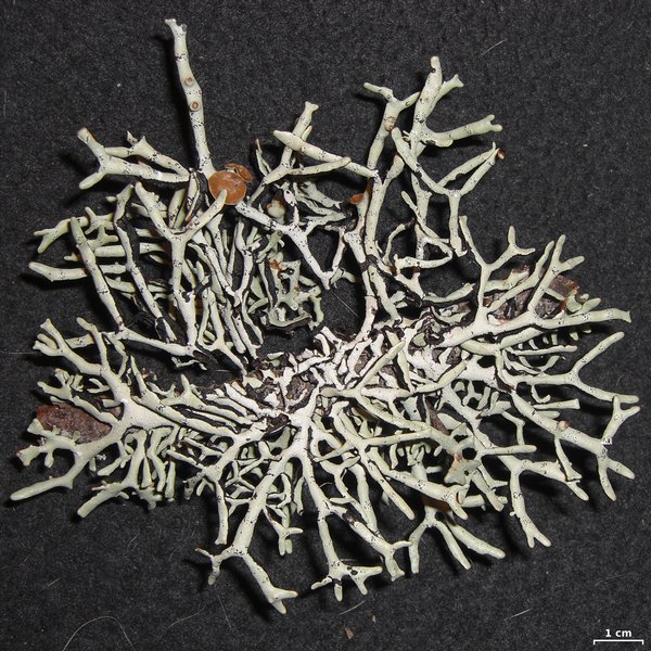 Hypogymnia heterophylla