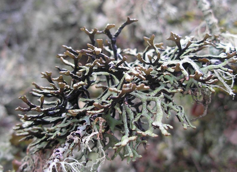 Hypogymnia imshaugii