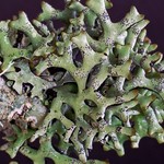 Hypogymnia imshaugii
