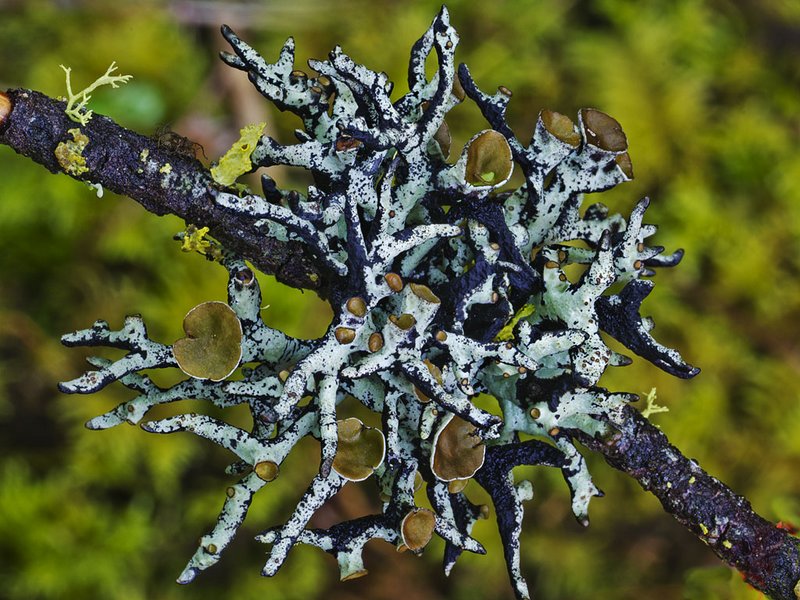 Hypogymnia imshaugii