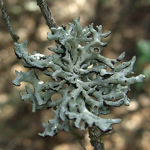 Hypogymnia imshaugii