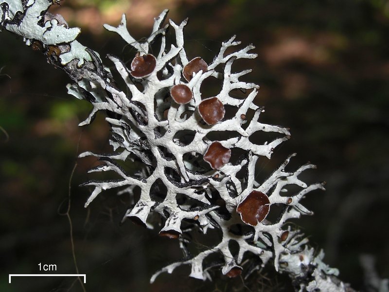 Hypogymnia imshaugii